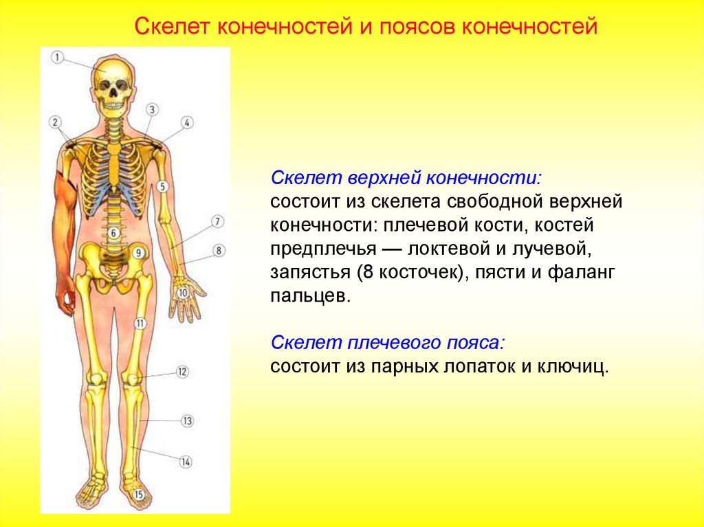 Особенности формы скелета. Особенности скелета человека. Изменения в скелете человека в связи с прямохождением. Анатомическое строение скелета человека. Особенности строения человеческого скелета.