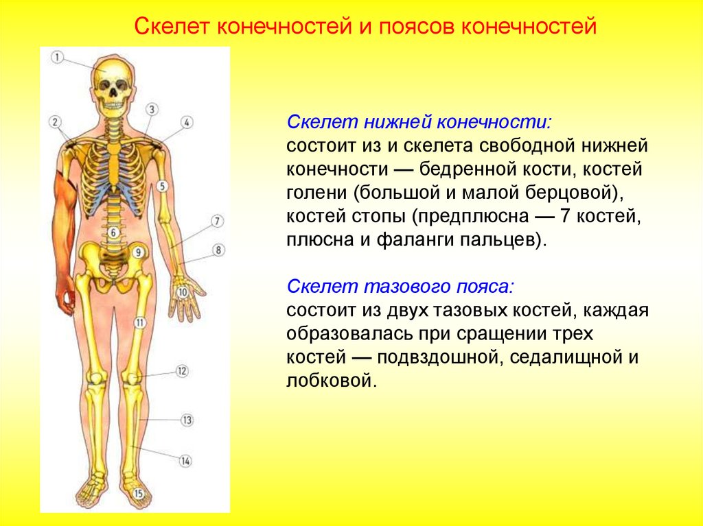 Скелет человека с названием костей 4 класс. Опорно двигательная система. Опорно двигательная система презентация. Строение опорно двигательной системы. Органы опорно двигательной системы и их функции.
