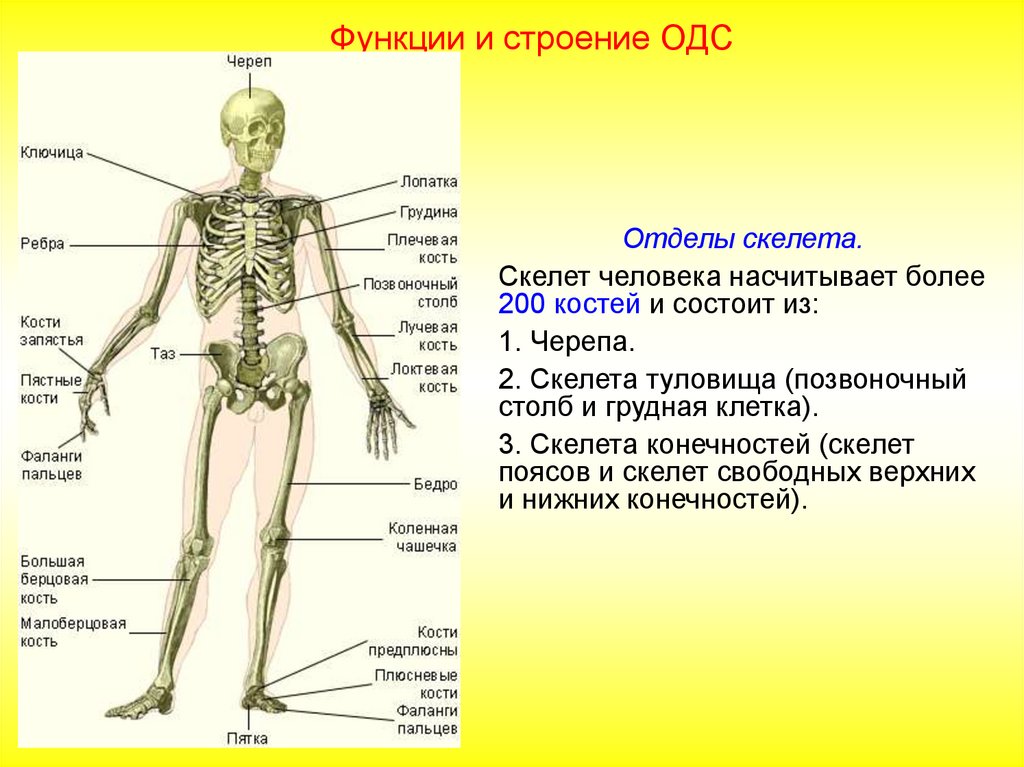 Особенности соединений скелета. Функции костной системы человека. Опорно двигательная система органы и функции. Опорно двигательная система кости человека анатомия. Скелет туловища человека анатомия функции:.