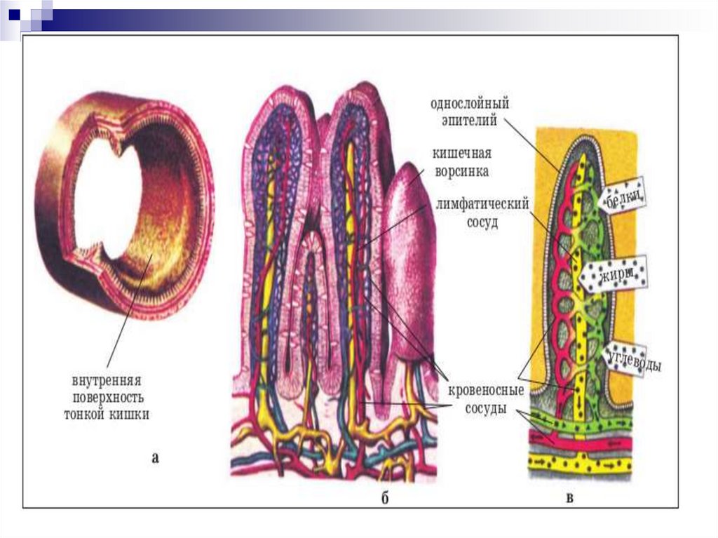 Внутренняя поверхность имеет ворсинки. Кишечная Ворсинка. Кишечная Ворсинка пищеварение. Ворсинки кишечника сосудами. Лимфатический сосуд в ворсинке кишечника.