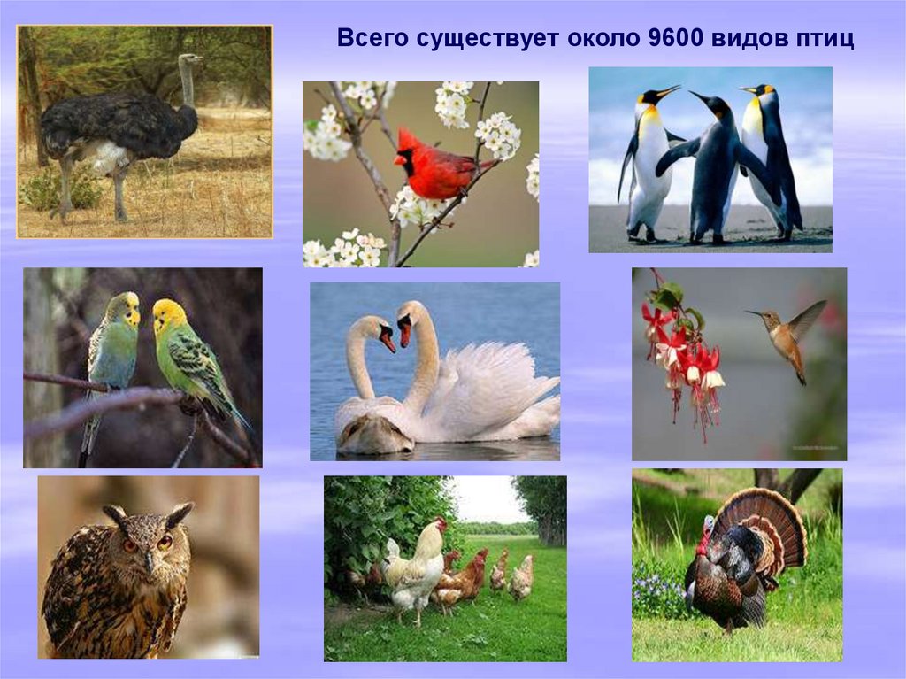 Класс птицы картинка. Что общего у птиц. Многообразие птиц. Птицы класс животных. Разнообразие птиц виды.