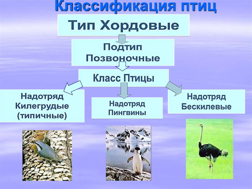 Для представителей класса птицы характерно. Классификация птиц. Класс птицы классификация. Класс птицы систематика. Классификация птиц таблица.