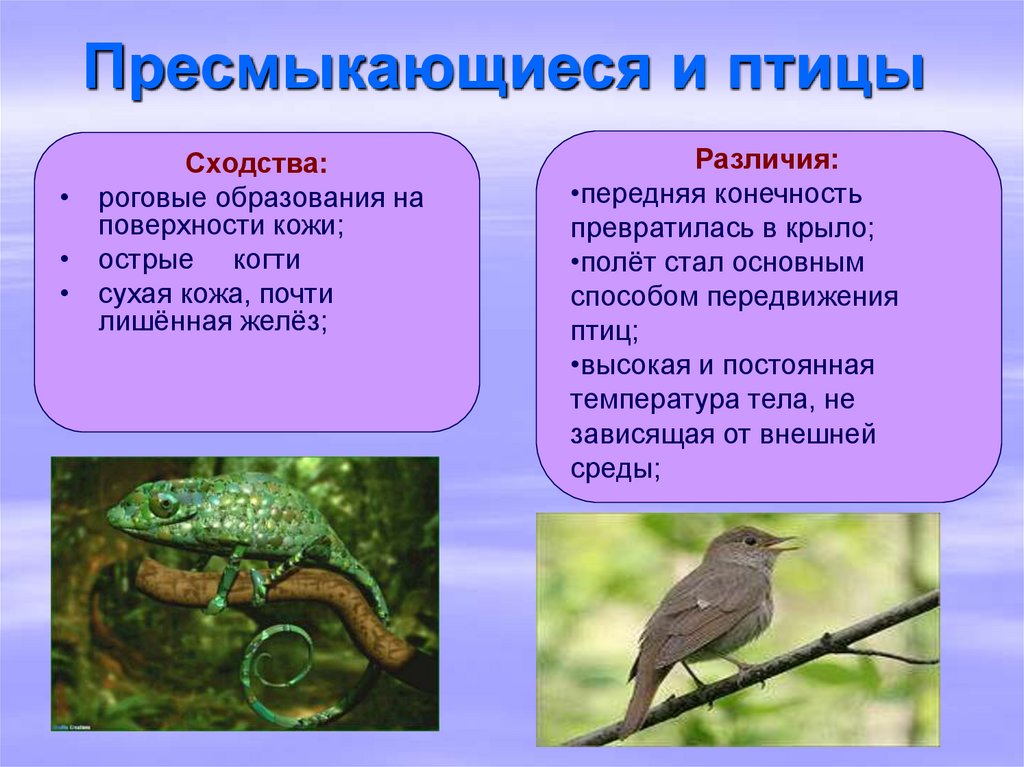 Различия птиц. Пресмыкающиеся птицы. Сходство птиц и пресмыкающихся. Различия птиц и рептилий. Роговые образования у птиц.