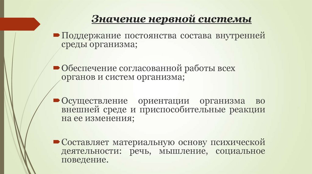 Биология 8 класс значение нервной системы презентация 8 класс