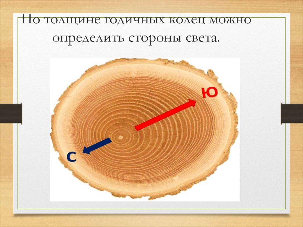 Возраст дерева можно определить по