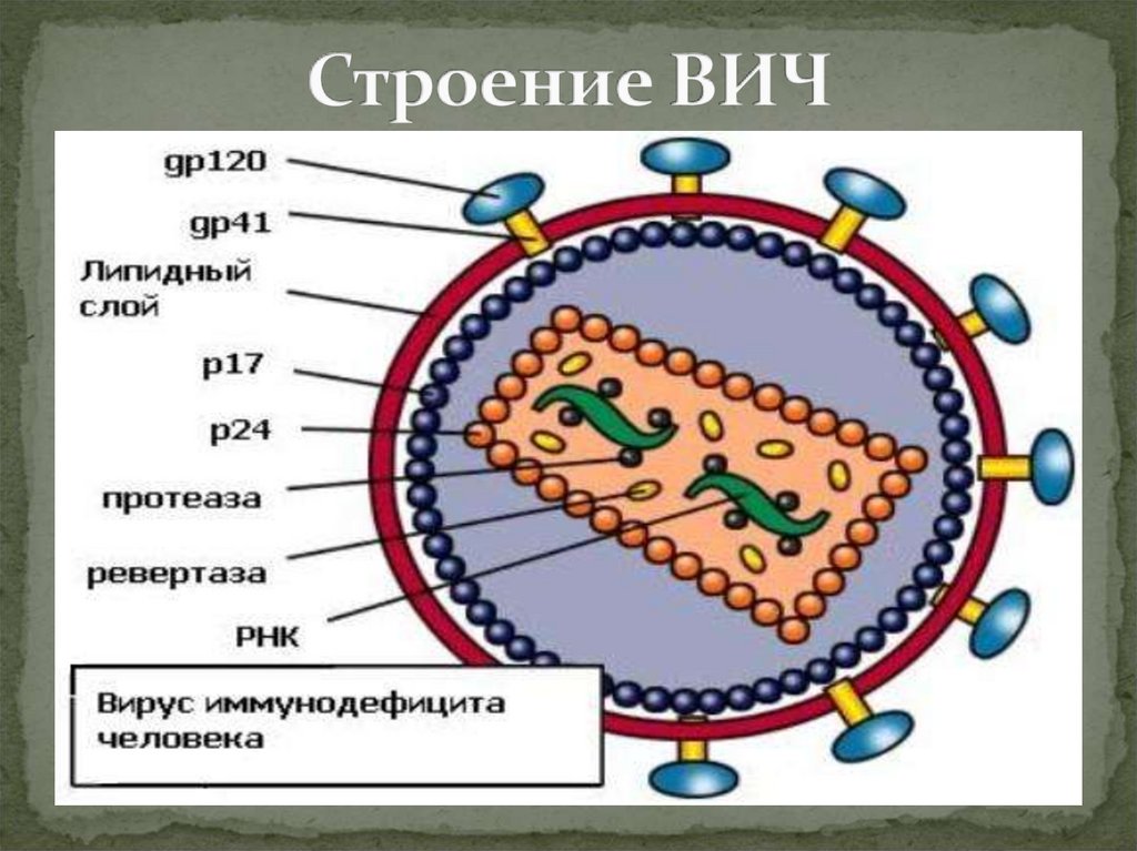 Антигены вируса иммунодефицита человека. Строение вируса ВИЧ И СПИД. Строение вириона ВИЧ. Вирус иммунодефицита человека строение. Структура вируса иммунодефицита человека.