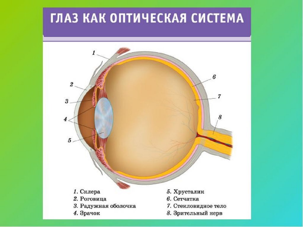 Какое образование относят к оптической системе глаза. Системы глаза. Оптическая система глаза. Структура оптической системы глаза. Глаз и оптические приборы.