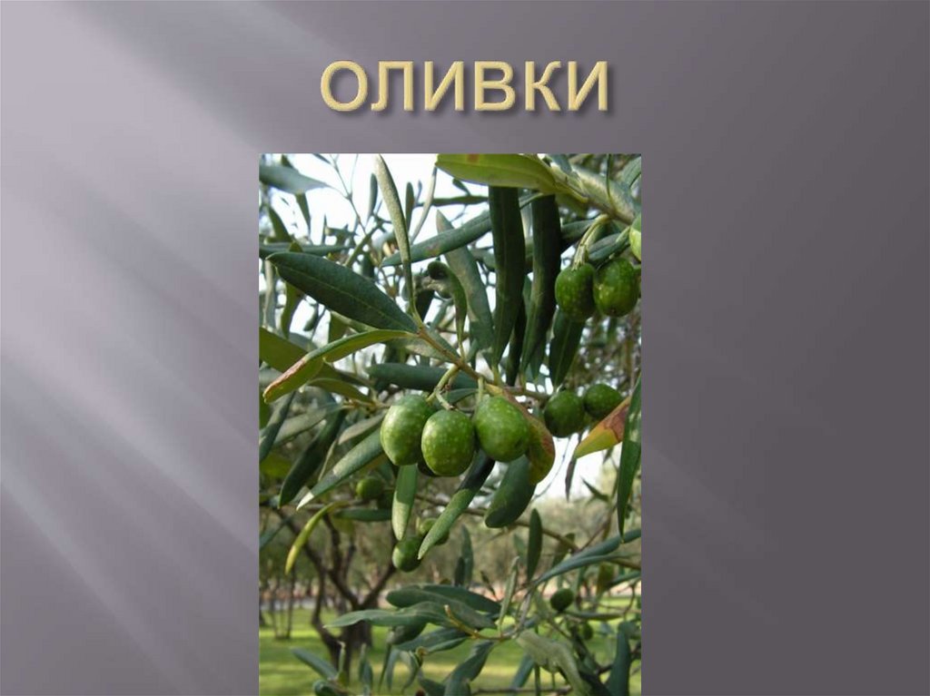 ОЛИВКИ