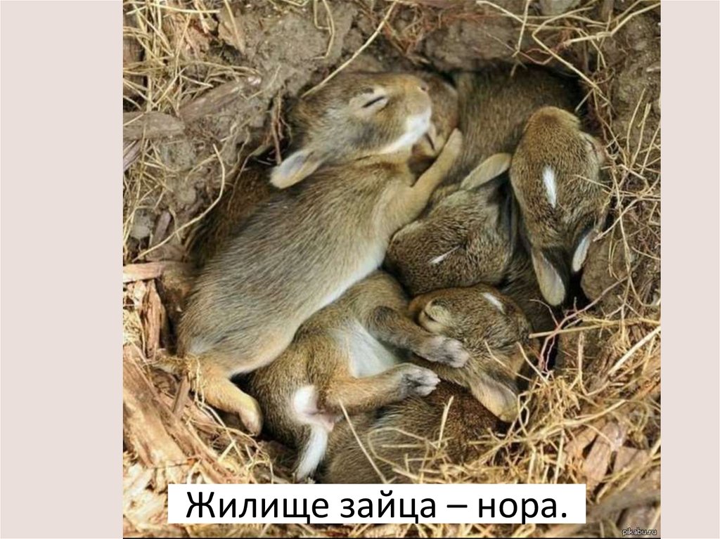 Заяц живет в норе