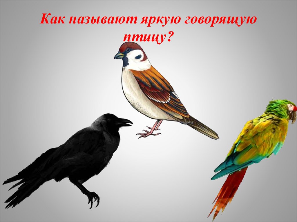 Говорящие птицы. Как говорят птицы. Скажи птичка. Говорящая птица.