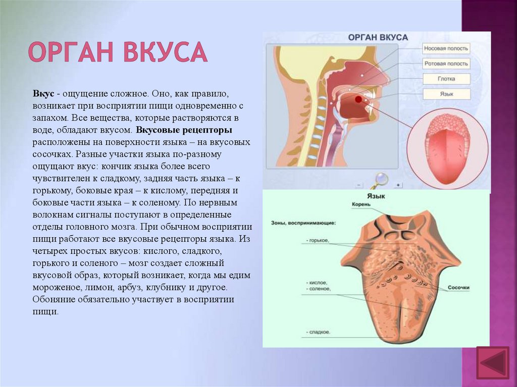 Презентация орган вкуса 9 класс 8 вид