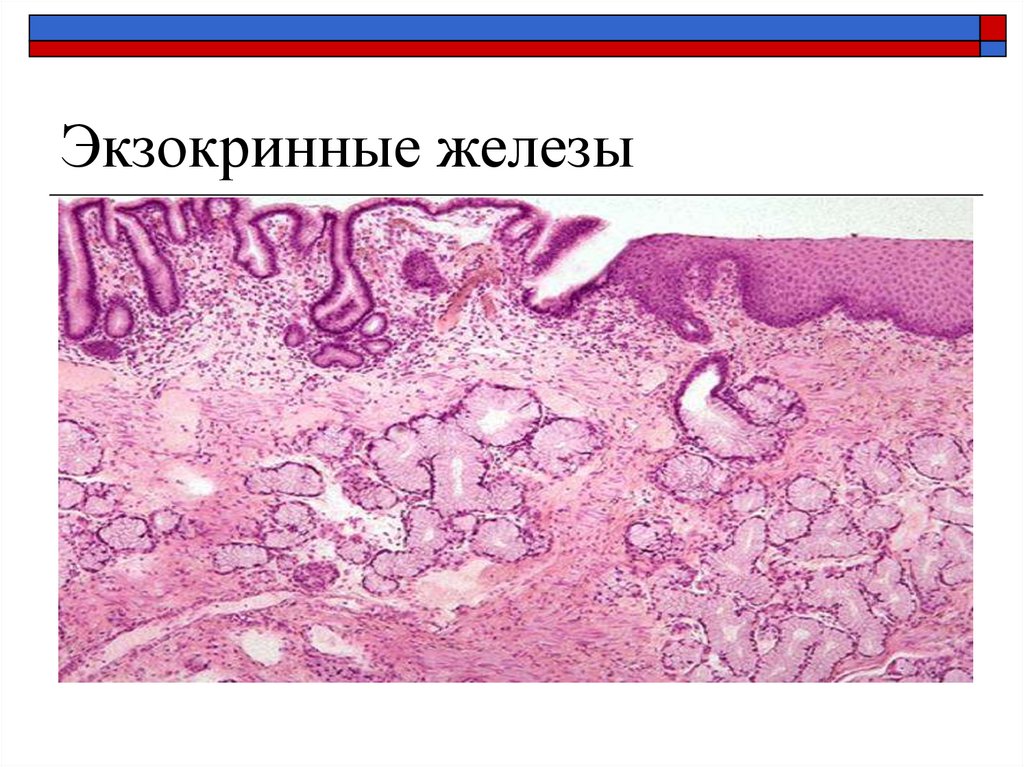 Экзокринные железы выводные протоки. Экзокринные железы. Экзокринные железы ткань. Экзокринные железы гистология. Железистая экзокринная ткань.