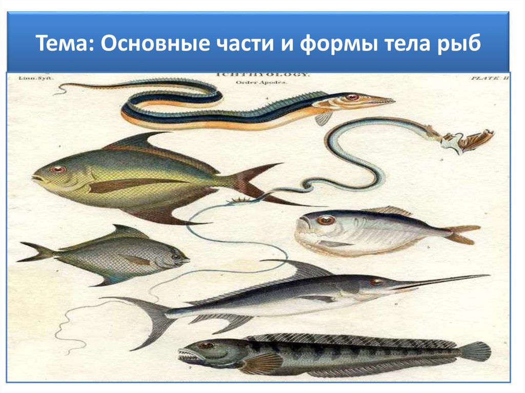 Какое тело у рыб. Форма тела рыб. Стреловидная форма тела рыб. Торпедовидная форма тела у рыб. Разнообразие рыб по форме.