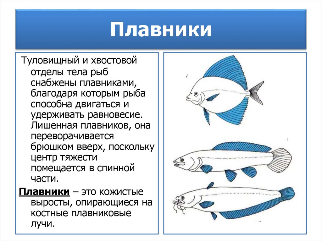 Отделы тела рыбы. Форма тела рыб. Строение рыбы. Внешнее строение рыбы.