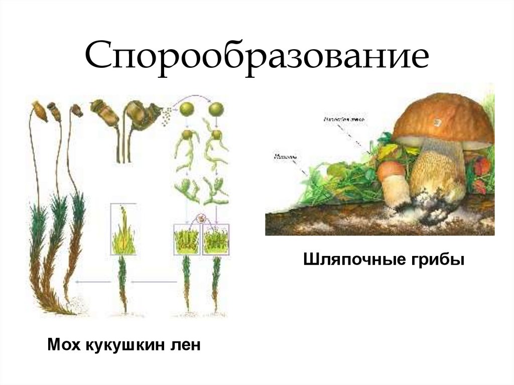 Презентация 6 класс размножение организмов