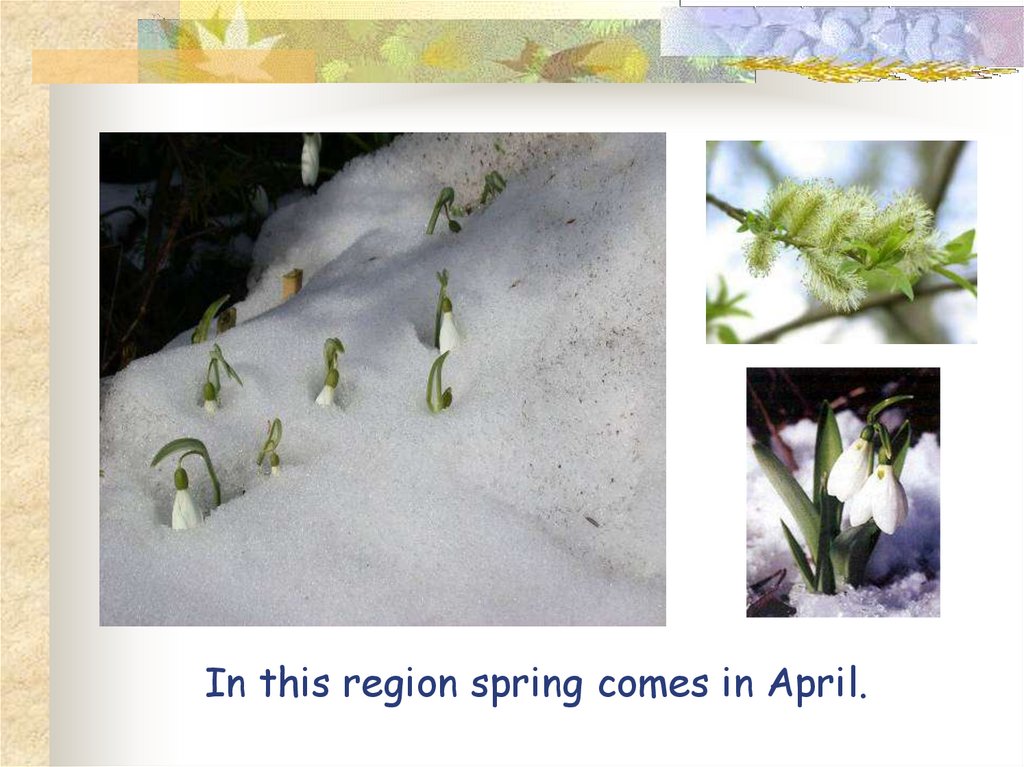 In this region spring comes in April.