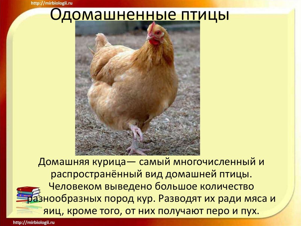 Домашняя куры описание. Описание курицы. Проект на тему курица. Куры одомашнивание. Описание домашней курицы.