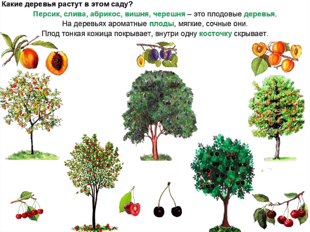 В саду растут. Плодовые деревья для детей. Фруктовые деревья для дошкольников.