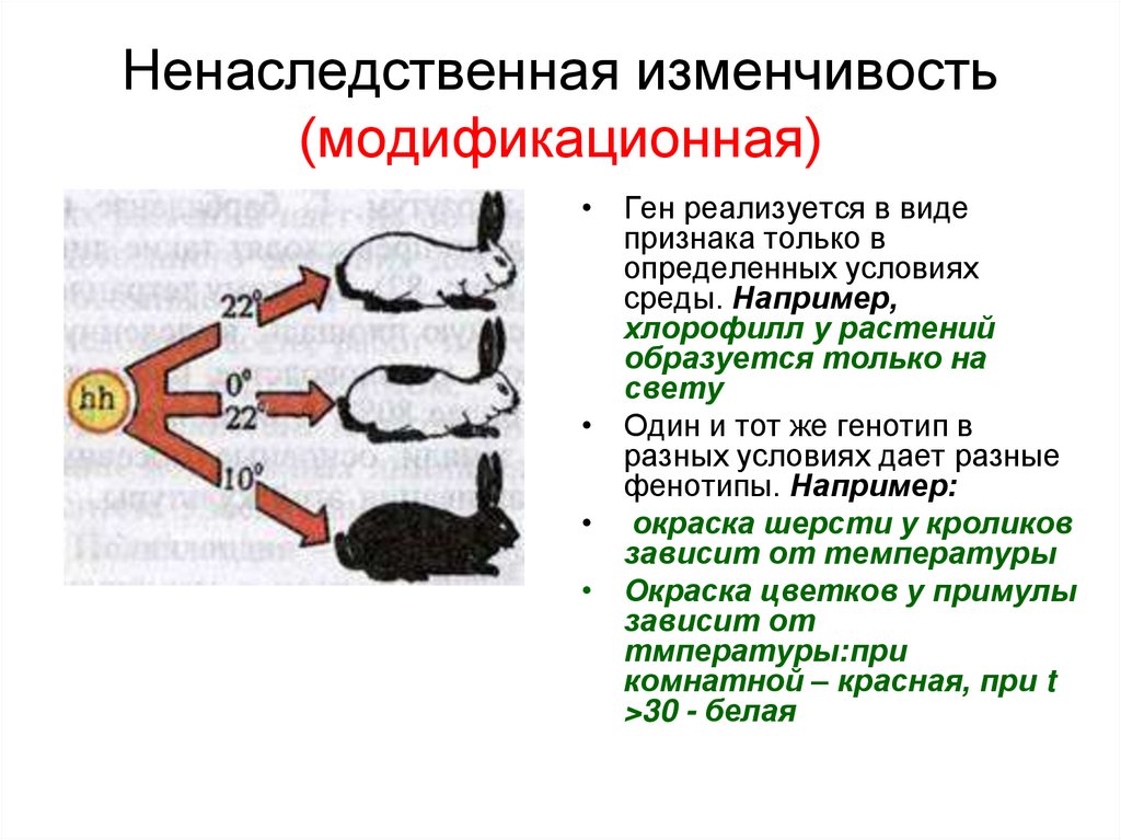 Рассмотрите рисунок приведите примеры наследственной и ненаследственной изменчивости