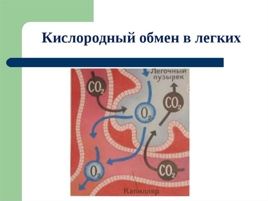 Обмен кислород. Кислородный обмен. Обмен кислорода в организме. Кислородный обмен в организме. Кислородный обмен в организме человека.