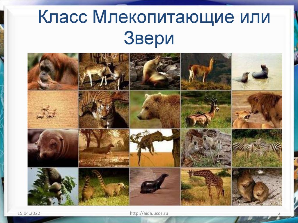 Презентация класс млекопитающие или звери 7 класс фгос пасечник