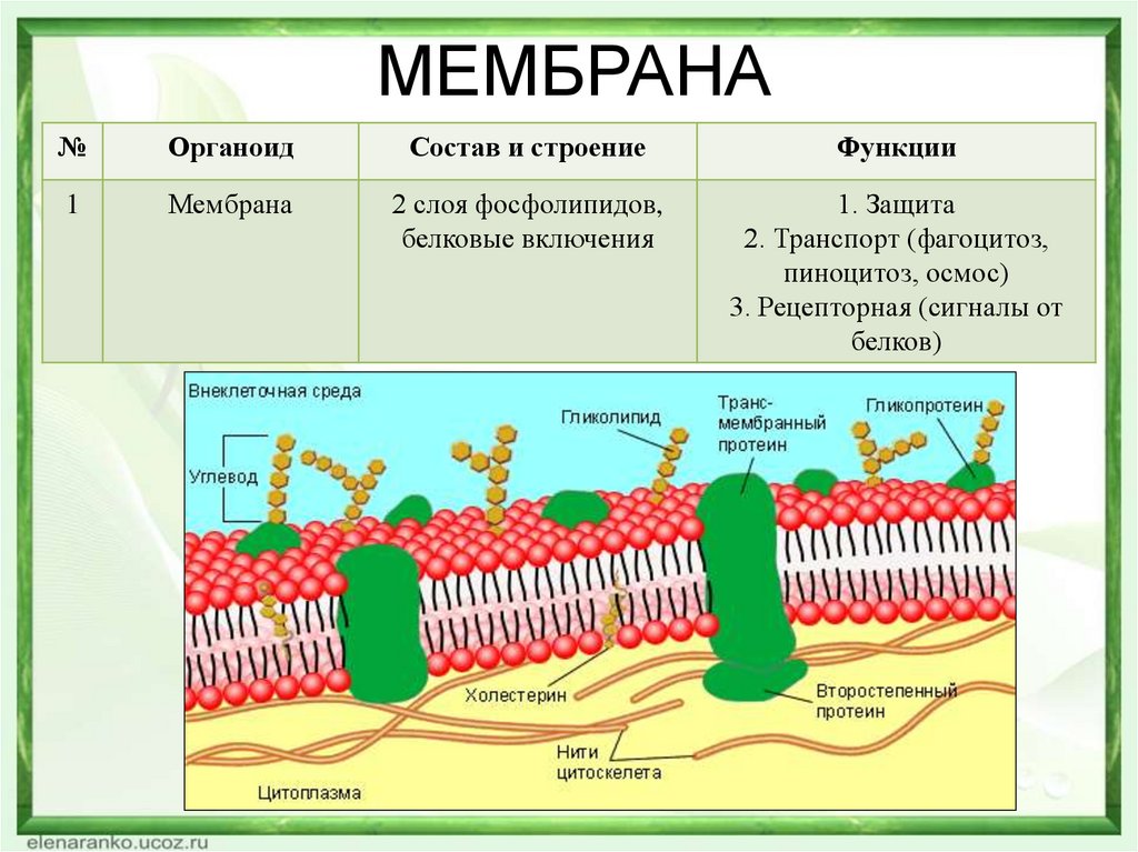 Мембраны клетки тест. Структура клетки плазматическая мембрана. Плазматическая мембрана структура и функции. Плазматическая мембрана строение и функции. Биология 5 класс плазматическая мембрана строение и функции.