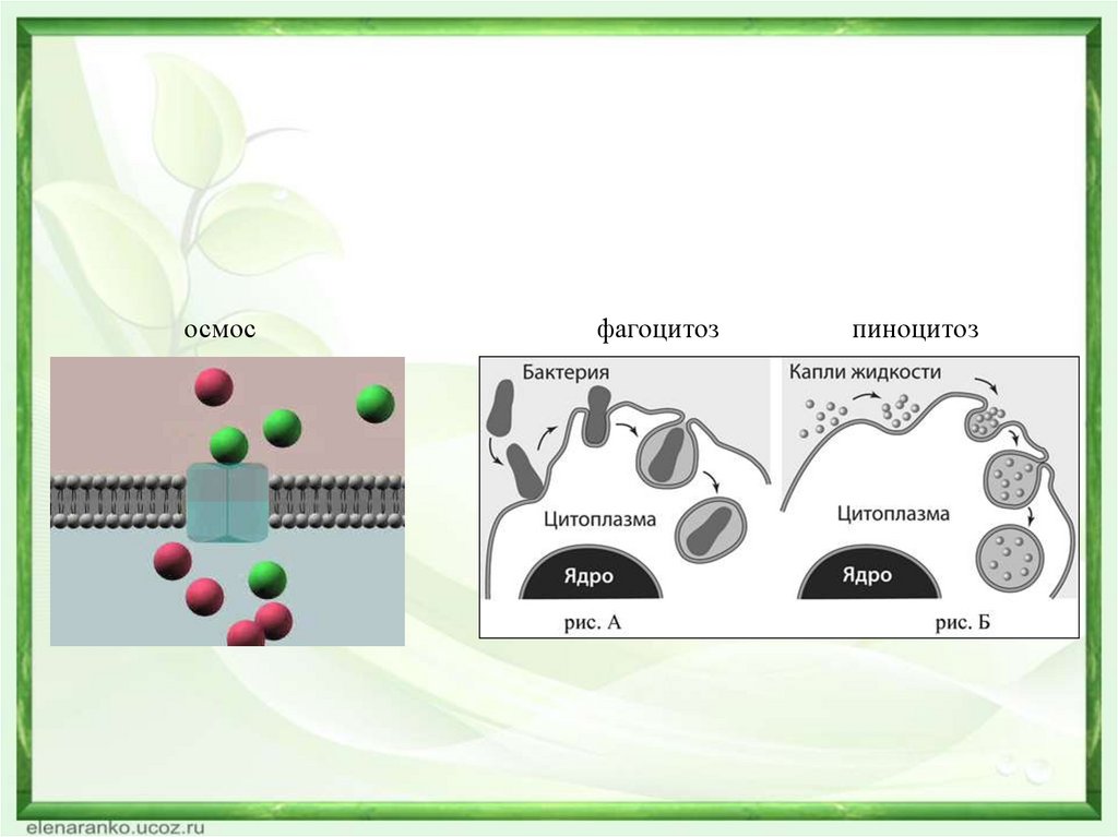 Фагоцитоз и пиноцитоз. Схема фагоцитоза и пиноцитоза. Пиноцитоз и фагоцитоз схема. Процесс фагоцитоза и пиноцитоза.