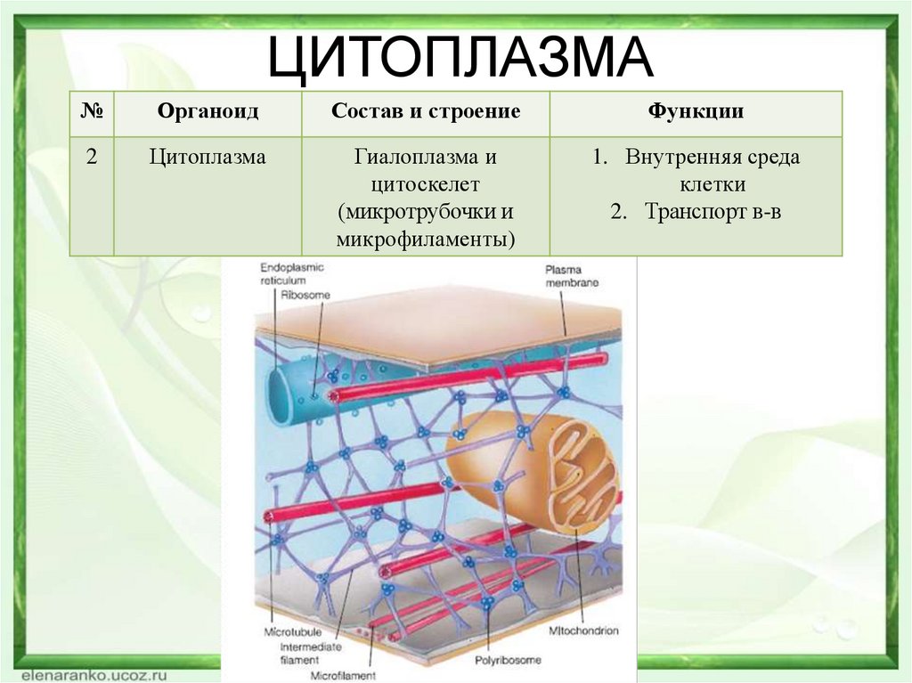 Внутренняя среда клеток органоид. Структура клетки цитоплазма строение функции. Строение и функции структур цитоплазмы. Строение клеточной цитоплазмы. Цитоплазма состав и функции.