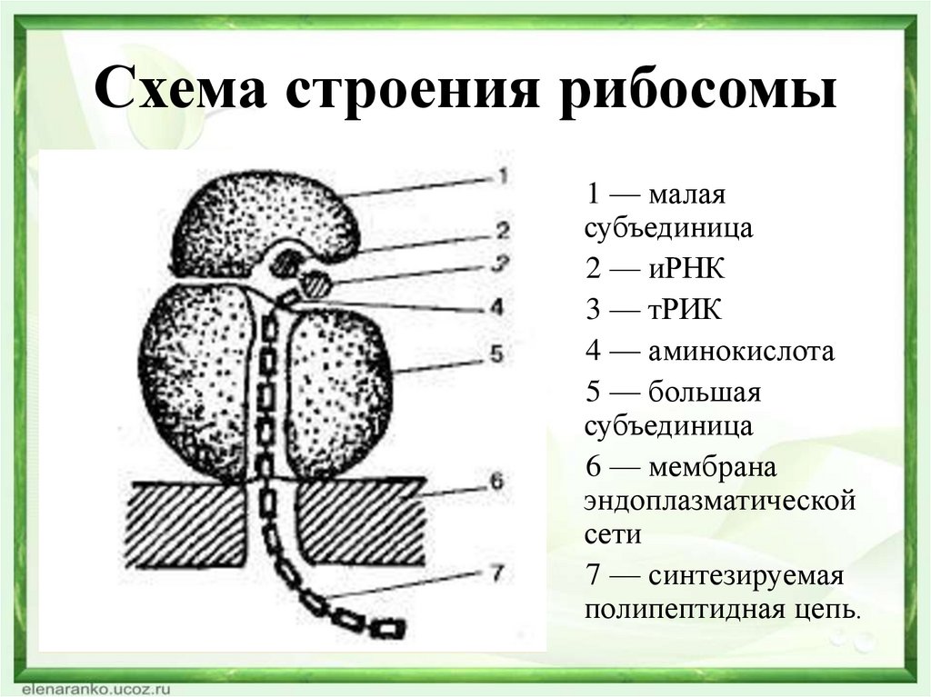 Рибосома с фрагментом ирнк. Строение рибосомы клетки. Большая субъединица рибосомы строение. Рибосомы мембрана рисунок строение. Рибосомы строение и функции.