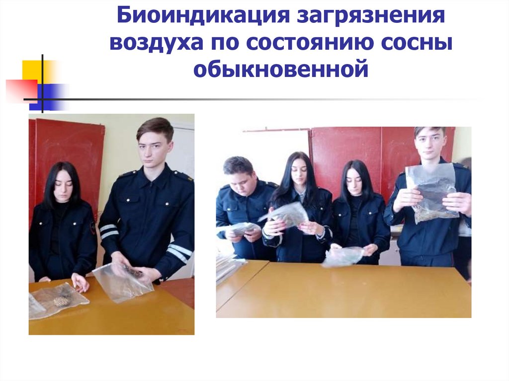 Биоиндикация загрязнения воздуха по состоянию сосны обыкновенной