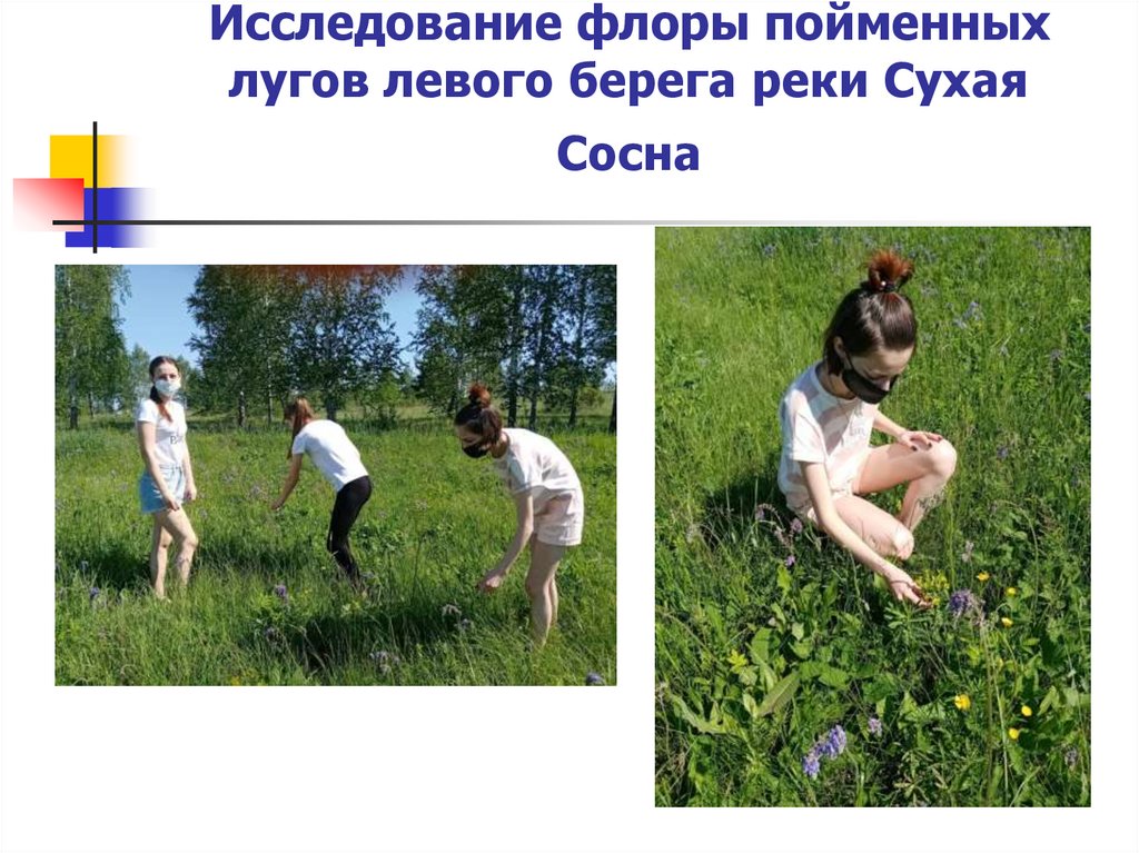 Исследование флоры пойменных лугов левого берега реки Сухая Сосна