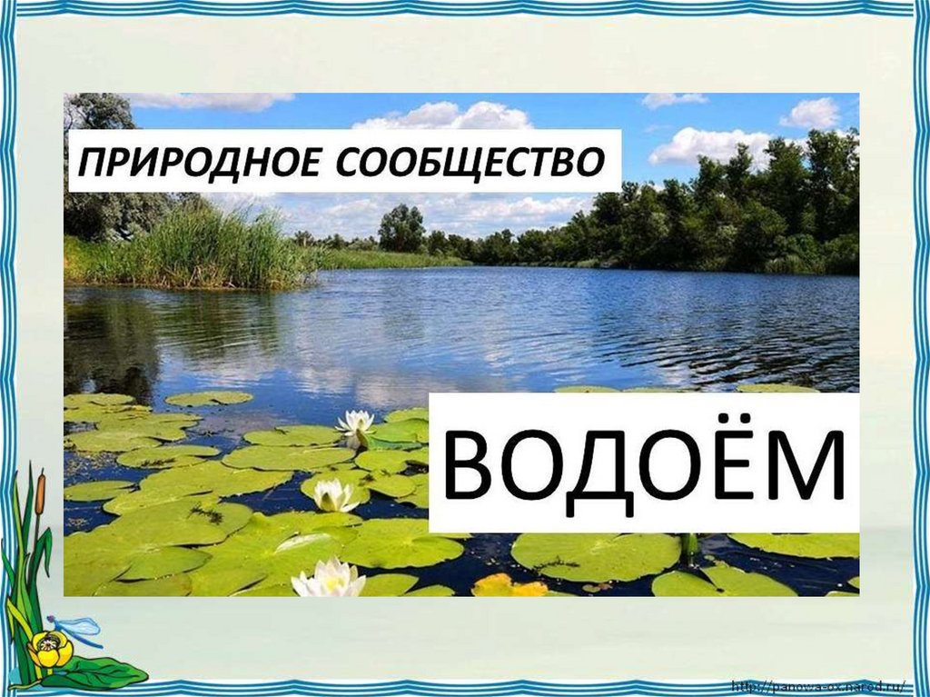 Презентация природное сообщество водоем 3 класс