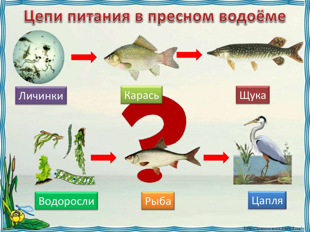 Восстановите цепь питания пруда расположив порядковые номера под соответствующими картинками рэш