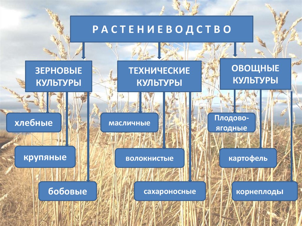 Презентация сельское хозяйство растениеводство 9 класс география полярная звезда