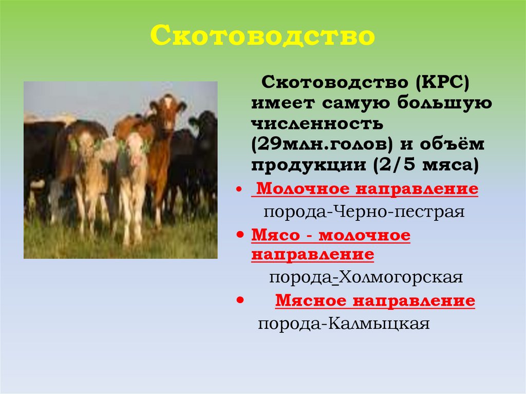 Какие направления имеет скотоводство 3. Типы скотоводства. Страны в которых скотоводство. Условия необходимые для развития скотоводства. Скотоводство молочного направления.