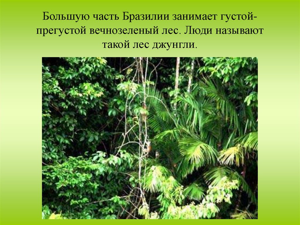 На каком материке находятся влажные экваториальные леса. Типичные растения экваториального леса. Экваториальный лес презентация. Влажные экваториальные леса. Экваториальные леса презентация.