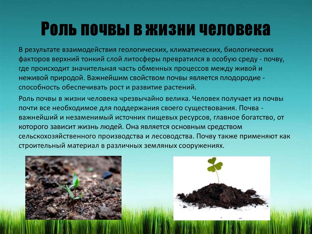 Где живет почва. Сообщение о почве. Роль почвы в жизни человека. Роль почвы в природе. Роль почвы в природе и жизни человека.
