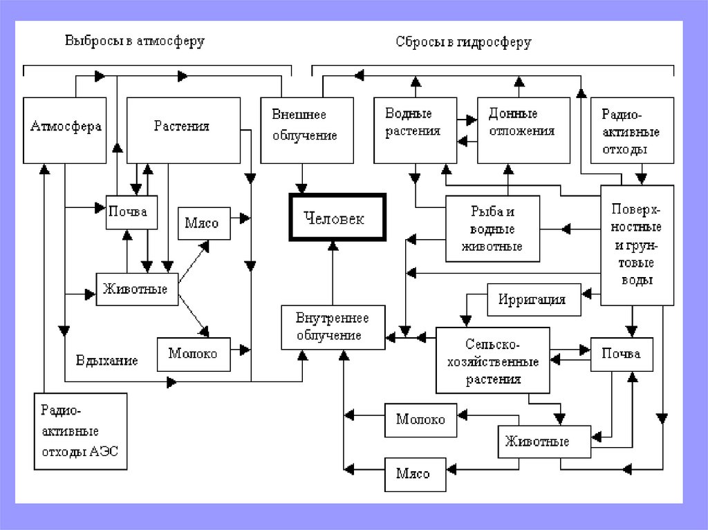 Радионуклиды пути поступления. Схема миграции радионуклидов во внешней среде. Схема движения радионуклидов в биосфере. Миграция радионуклидов в биосфере. Пути миграции радионуклидов в +биосфере.