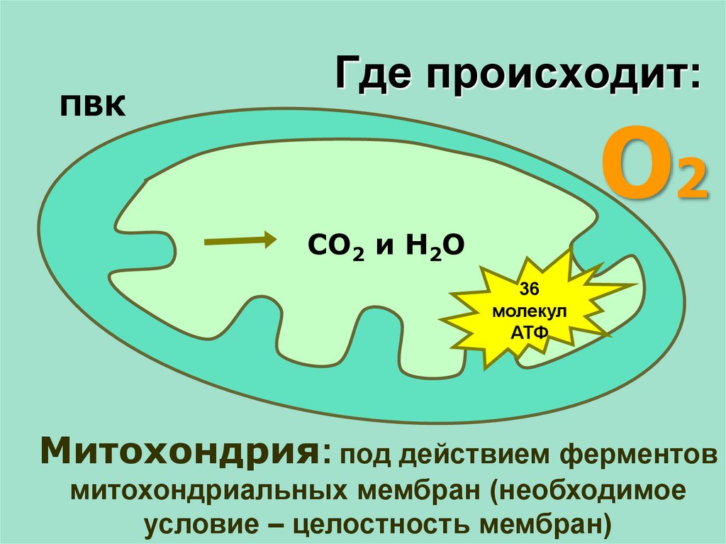 Молекулы атф синтезируются в. Схема АТФ В митохондриях. Синтез АТФ В митохондриях. Синтез АТФ В митохондриях схема. Образование АТФ В митохондриях схема.