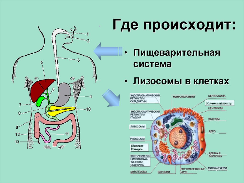 Энергетический обмен рисунок