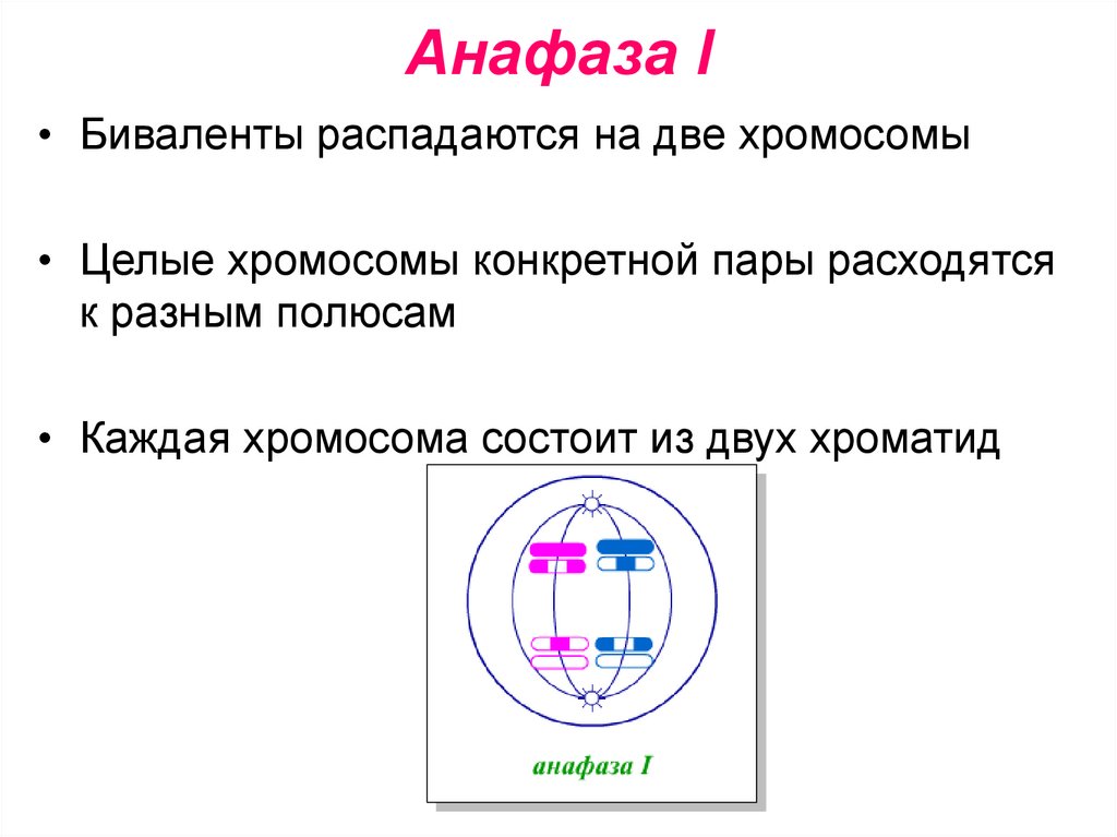 Мейоз анафаза 2 набор хромосом. Анафаза мейоза 1 набор. Набор хромосом в анафазе мейоза 1. Анафаза мейоза 2. Анафаза мейоза 1 и 2.