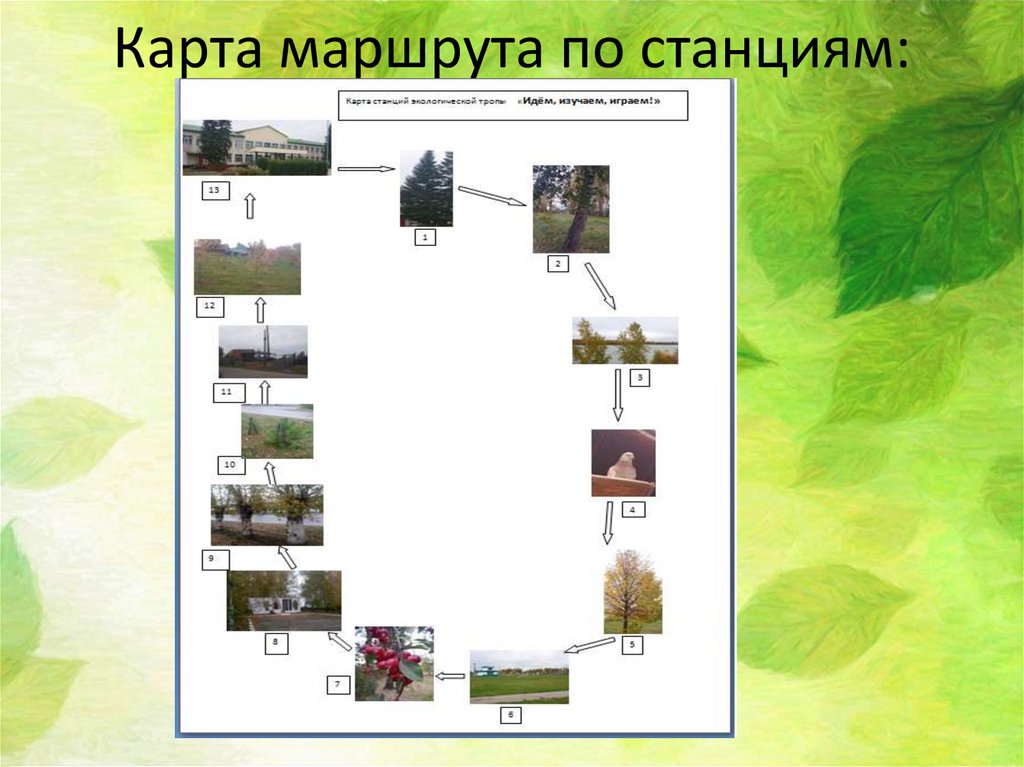 Проект зеленая тропа