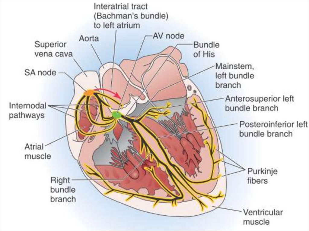Нервная система сердца. Клетки проводящей системы сердца. Проводящая система сердца без подписей. Проводящая система сердца гистология. Схема проводящей системы сердца гистология.