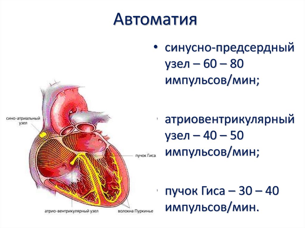 Механизм автоматии сердца презентация