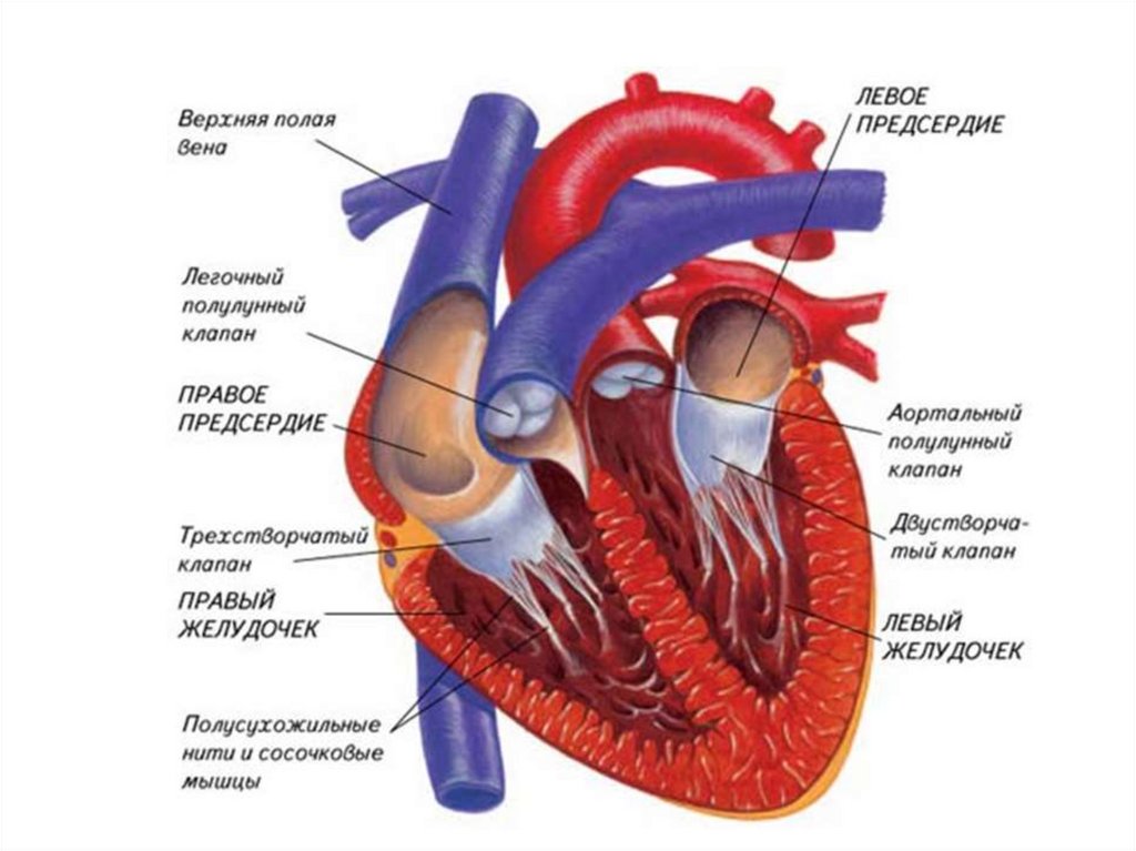 Сердце в разрезе анатомия картинки