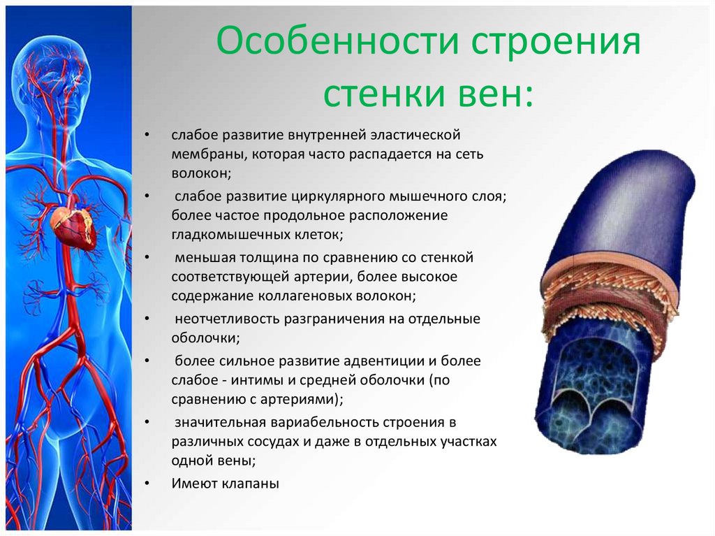 Особенность строения вены по сравнению с артерией. Строение стенки венозного сосуда. Общая анатомия венозной системы: принципы строения и функции.. Вены анатомия кратко. Строение сосудов вен.