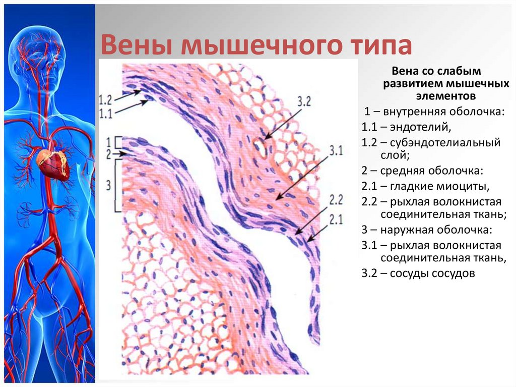 Особенность строения вены по сравнению с артерией. Вены безмышечного типа оболочки. Вена мышечного типа препарат гистология. Вена мышечного типа бедренная Вена. Вена мышечного типа бедренная Вена препарат гистология.