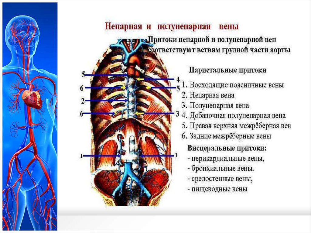 Венозная система человека схема. Венозная система человека анатомия. Межреберные вены схема. Этажи венозной системы головы.