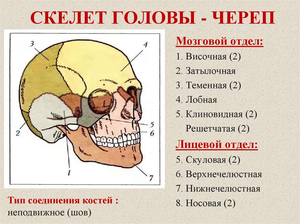 Теменная и затылочная кости тип соединения. Лобный отдел черепа лицевой отдел черепа затылочный отдел черепа. Лобно-теменно-затылочная область головы. Строение черепа сосцевидный отросток. Скелет головы череп.