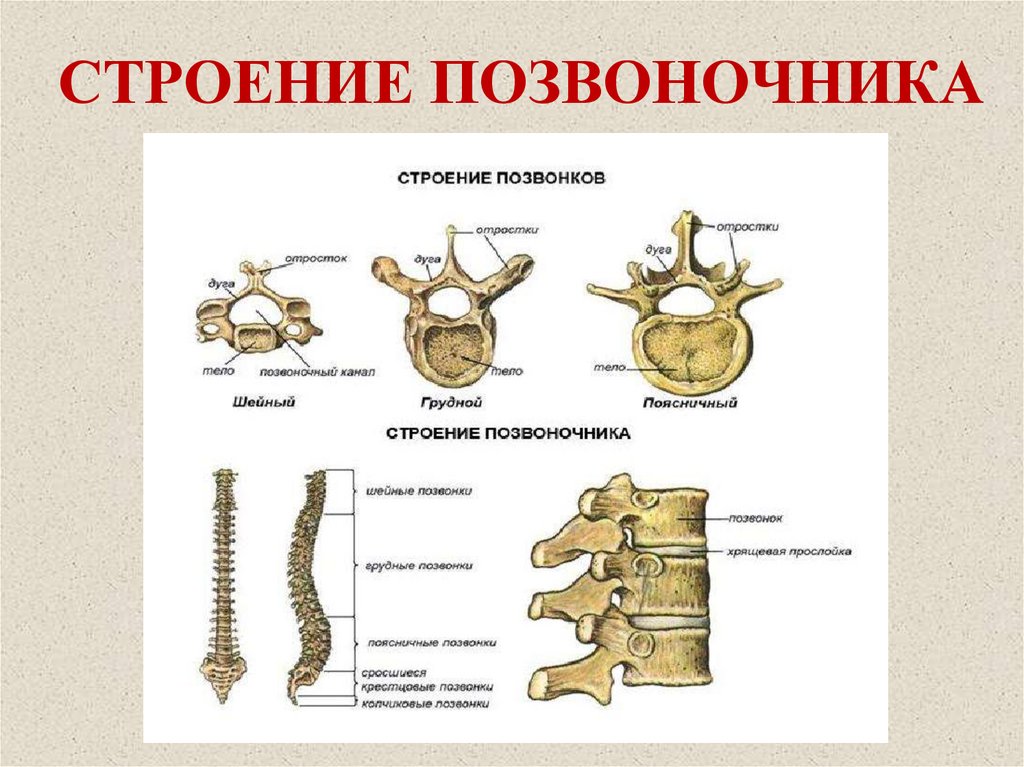 Шейный отдел кости скелета